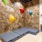 Rock Wall